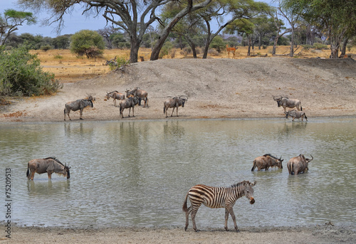 Herd of Gnus, Zebra and Impala