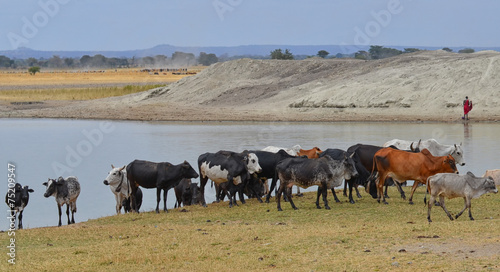 Masai man with cattle 2