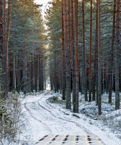 Forestry road in winter