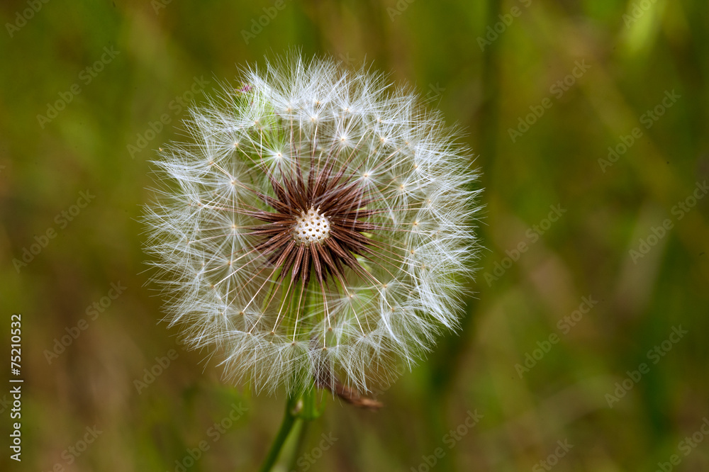 Obraz premium Dandelion