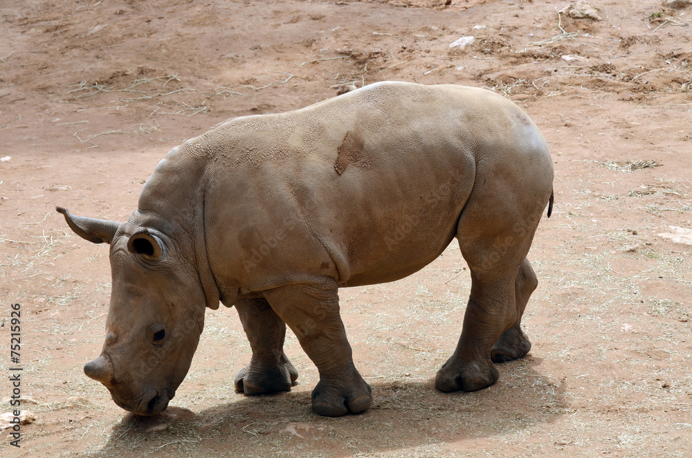 Fototapeta premium young black rhino