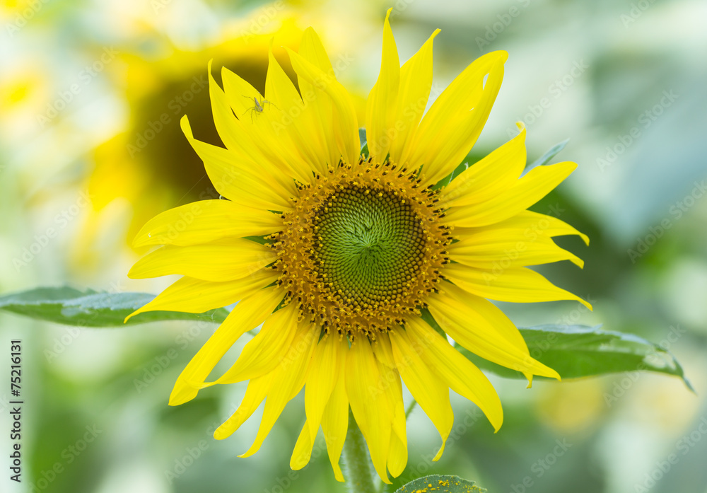 Obraz premium Sun flower with small spider.