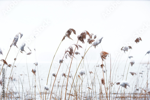 Reeds with snow