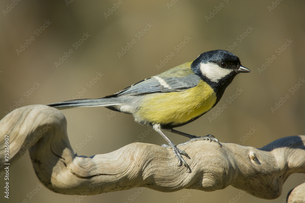 Obraz premium Parus major