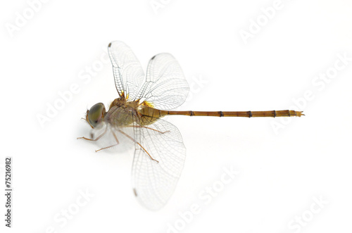 dragonfly isolated on a white background