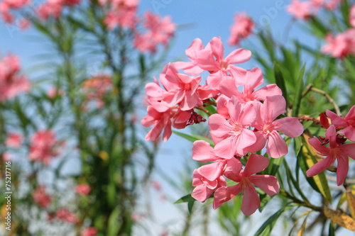 Fototapeta Naklejka Na Ścianę i Meble -  Beautiful pink flowers in tropical garden