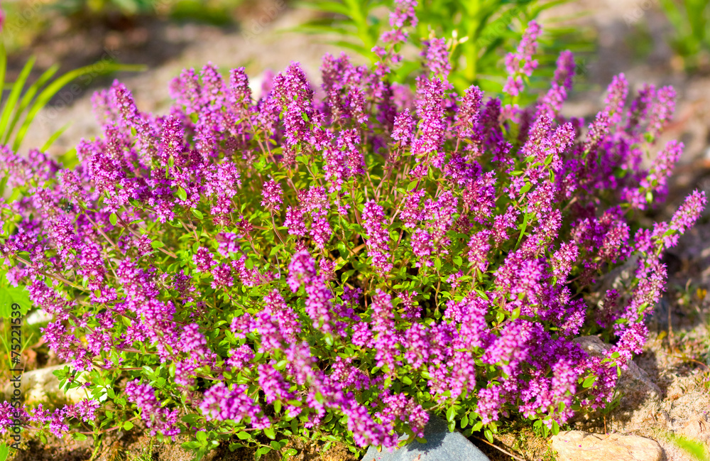 Thymus serpyllum, known as Breckland thyme, wild thyme Thymus serpyllum, known as Breckland thyme, wild thyme
