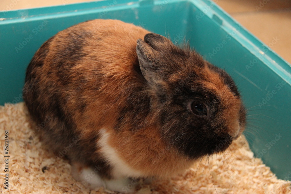 Naklejka premium Lapin de Noël