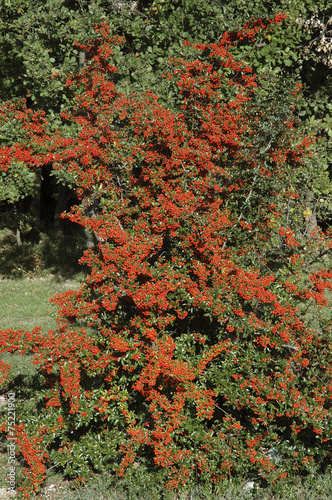 Pyracantha, Buisson argent, variete Saphyr rouge Cadou photo
