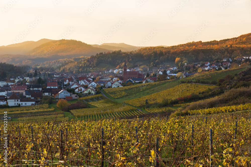 Vineyards in Pfalz at sunset, Germany