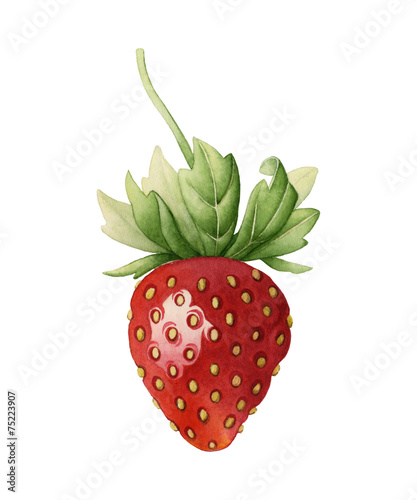 Strawberry. Watercolor