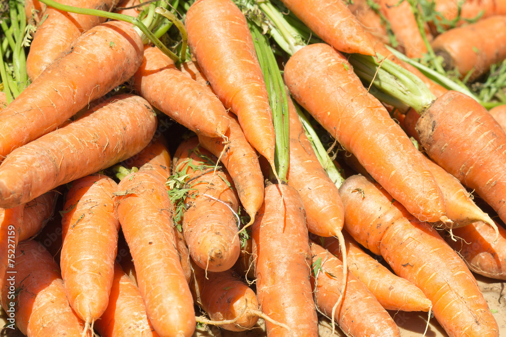 carottes issues de l'agriculture biologique carottes issues de l'agriculture biologique