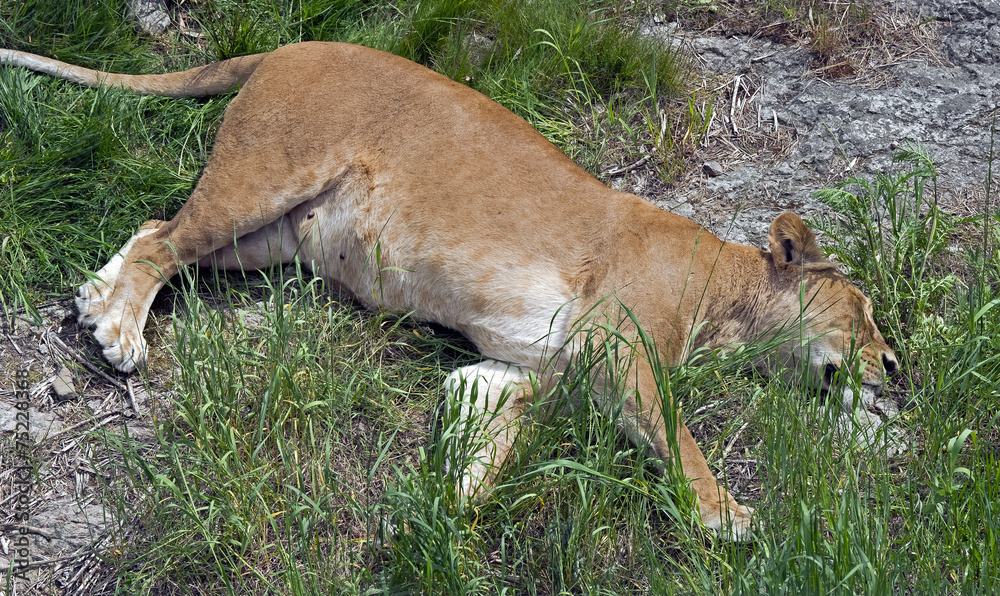 Lioness Lioness