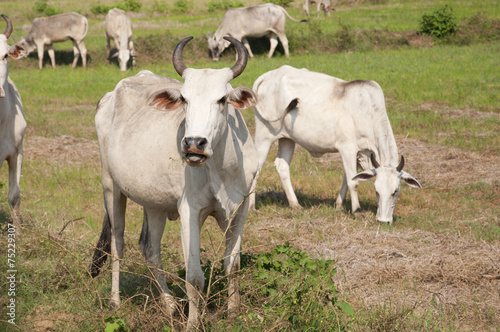 Fototapeta Naklejka Na Ścianę i Meble -  Cows in a field in Sri Lanka
