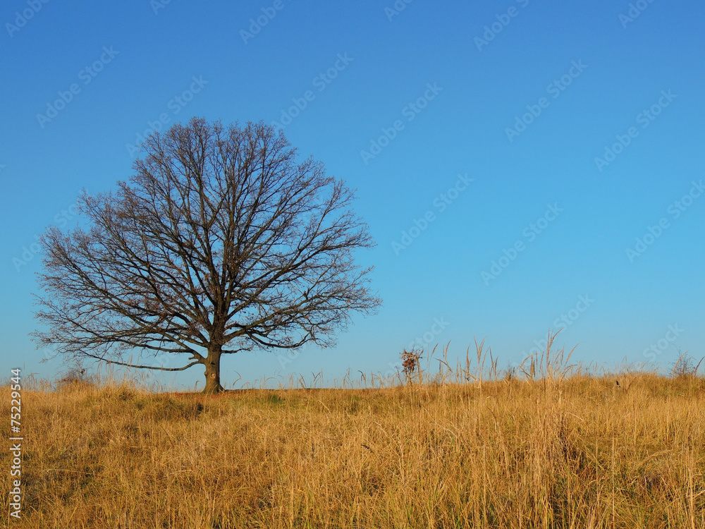 Single oak on prairie hill in the autumn