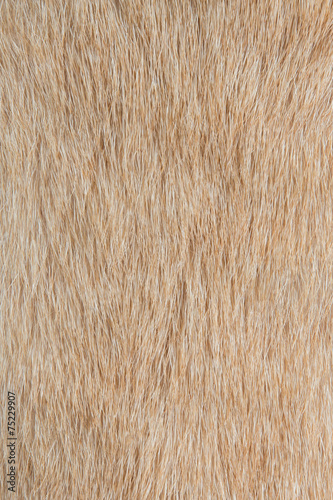 Dog fur textures