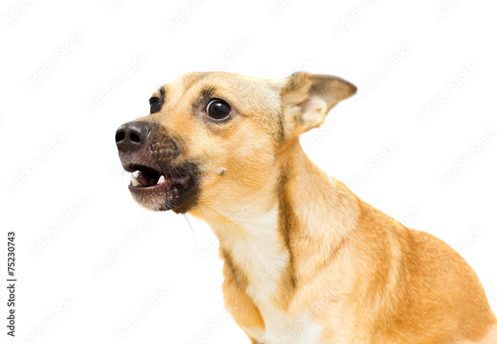 angry doggy on a white background isolated
