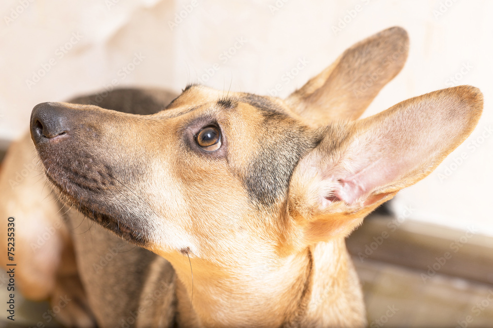Fototapeta premium smart dog eyes