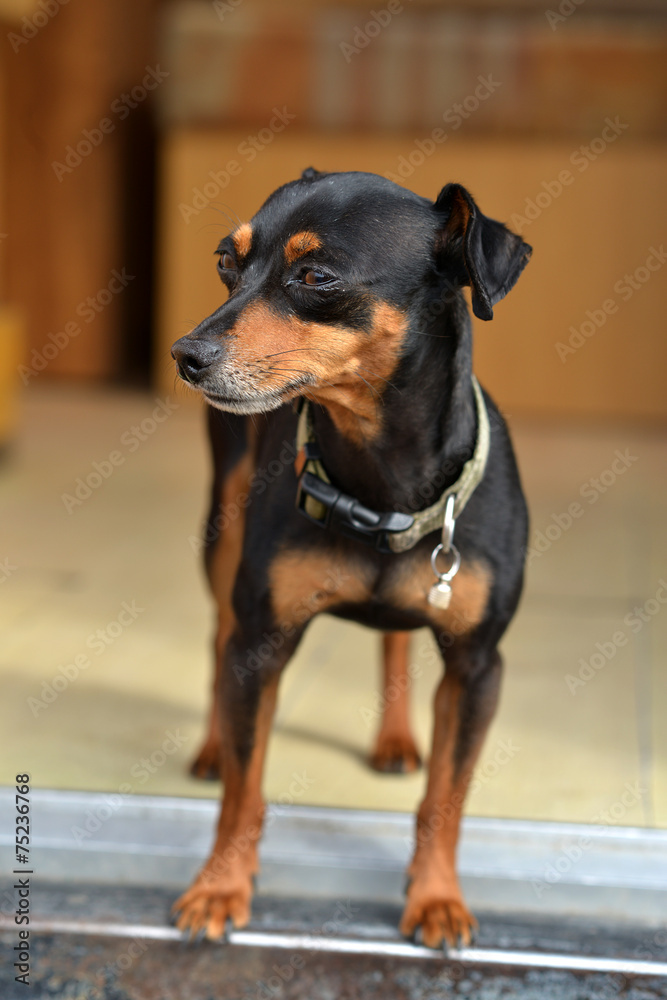 Pinscher nain