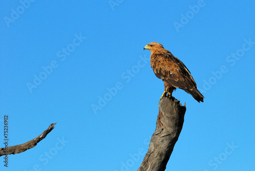 Tawny eagle perched on a dead tree