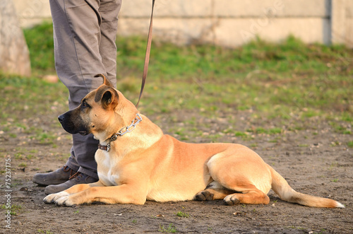 Dog with owner in the park