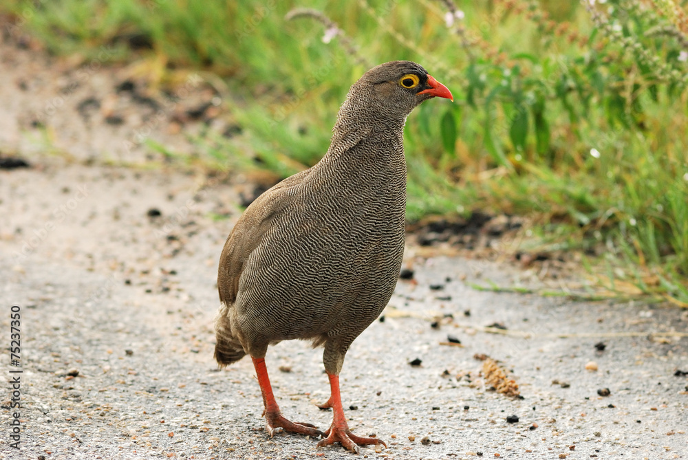 Obraz premium Red-billed francolin