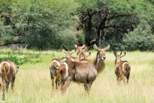 Waterbuck herd