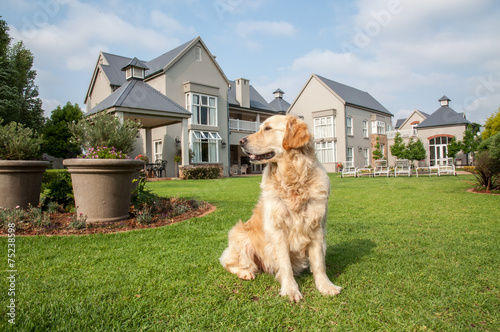 Golden Retriever Sitting