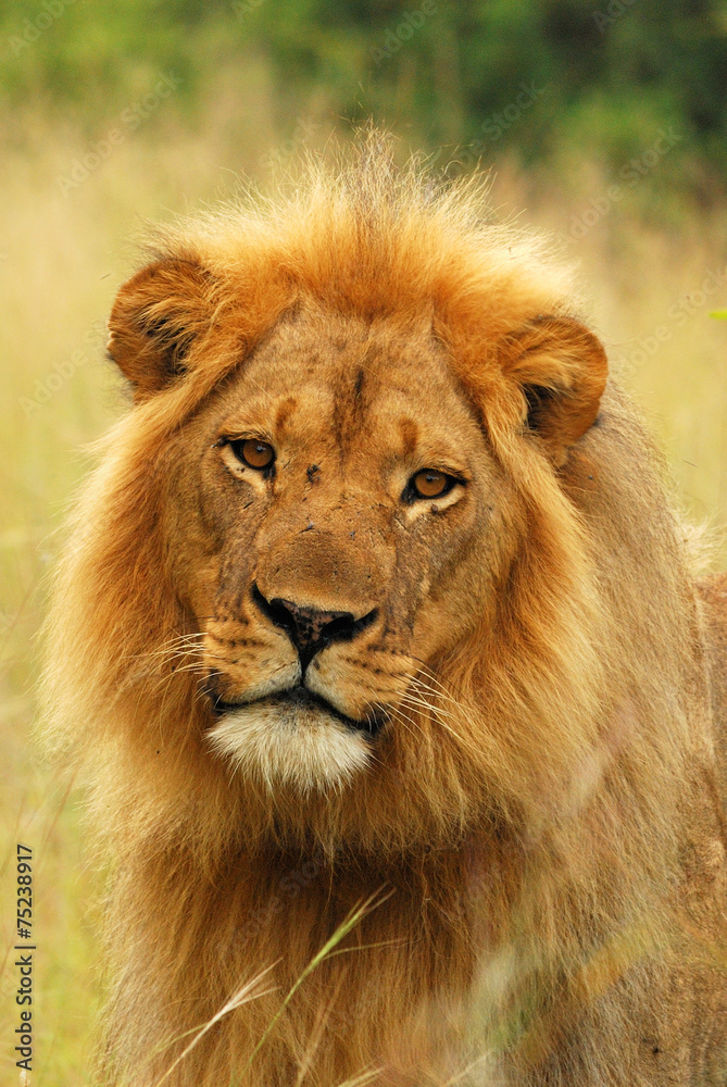 Blond maned lion