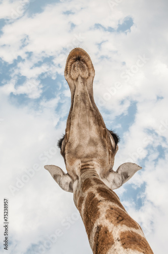 Fotografie Giraffe Above