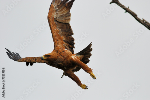 Tawny eagle taking off