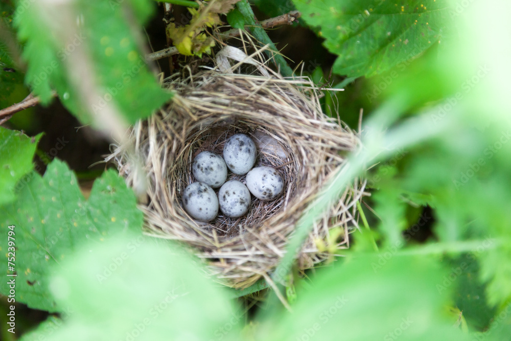 Marsh Warbler (Acrocephalus palustris) Marsh Warbler (Acrocephalus palustris)