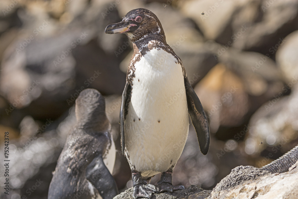 Obraz premium Galapaogos Penguin on a Coastal Rock