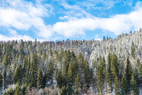 Carpathian Tree Forest Covered With Winter Snow On Blue Sky