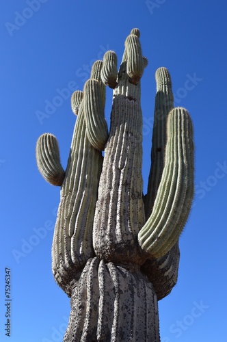 Towering Cactus