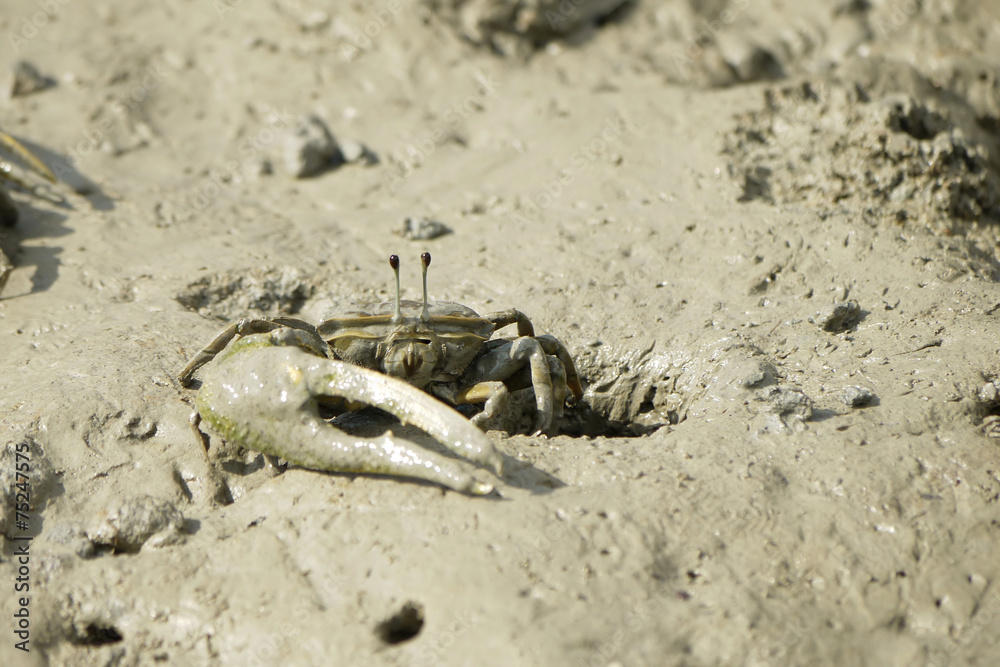 A Brown Fiddler Crab