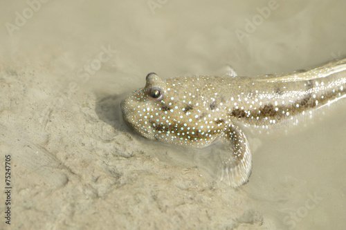 Portrait of a Blue Spotted Mud Skipper