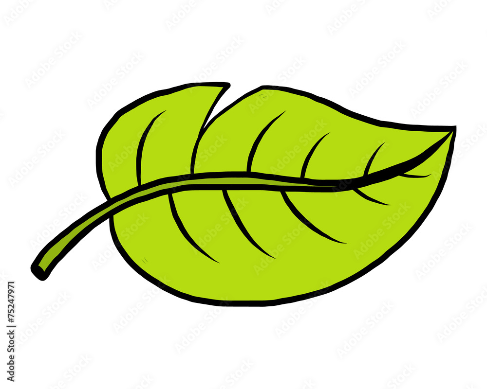 plant leaf