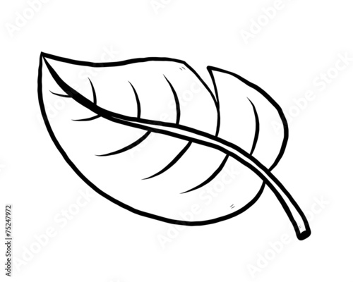 plant leaf