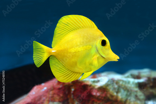 Yellow tang Zebrasoma flavescens saltwater aquarium fish