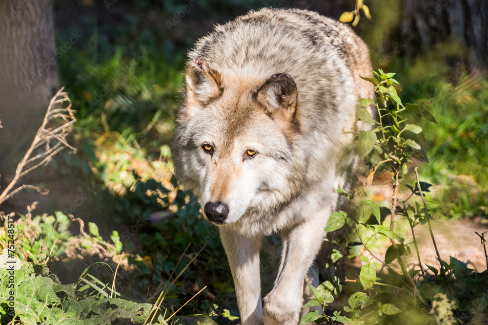 Fototapeta premium Timber wolf in the woods