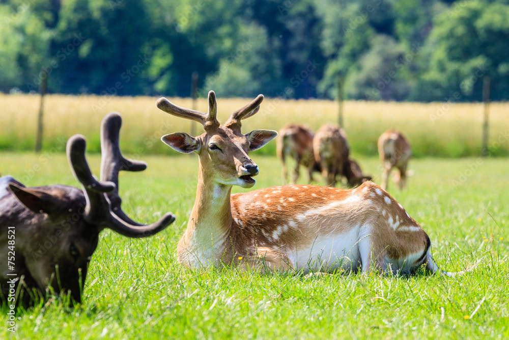 Fototapeta premium Damhirsche (Dama dama) , Lainzer Tiergarten, Wien, Österreich