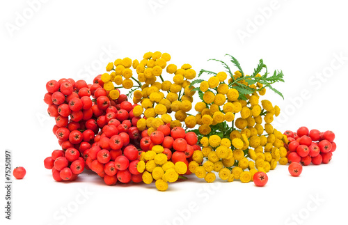 Tansy flowers and berries red mountain ash isolated on a white b