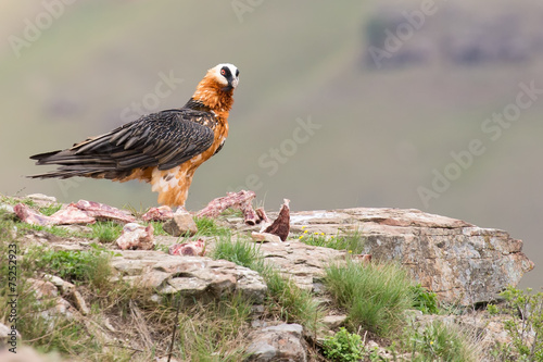 Adult bearded vulture landing on rock ledge where bones are avai