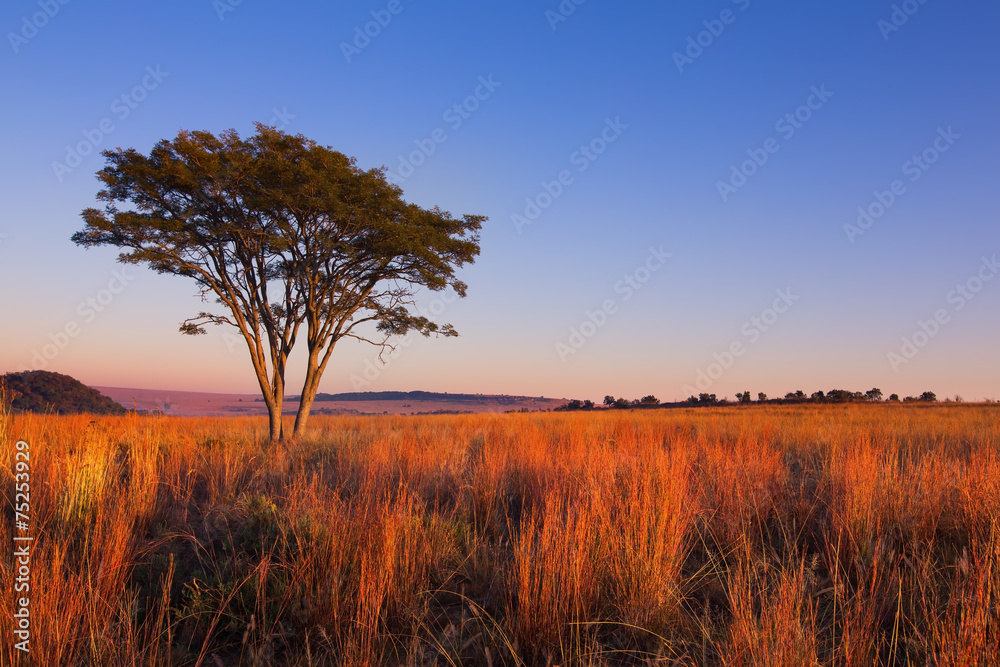 Magical sunset in Africa with a lone tree on hill and thin cloud