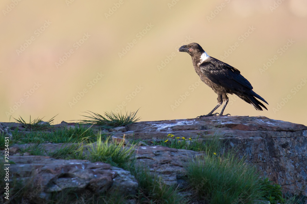 Fototapeta premium White necked raven perching on a rock on top of a mountain