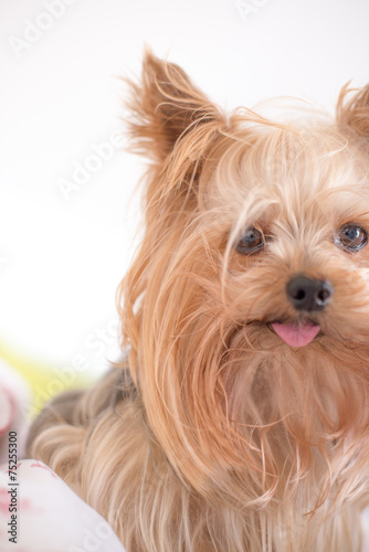Obraz na płótnie Yorkshire terrier w salonie