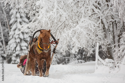 Finnhorse pulling a sledge in snowfall photo