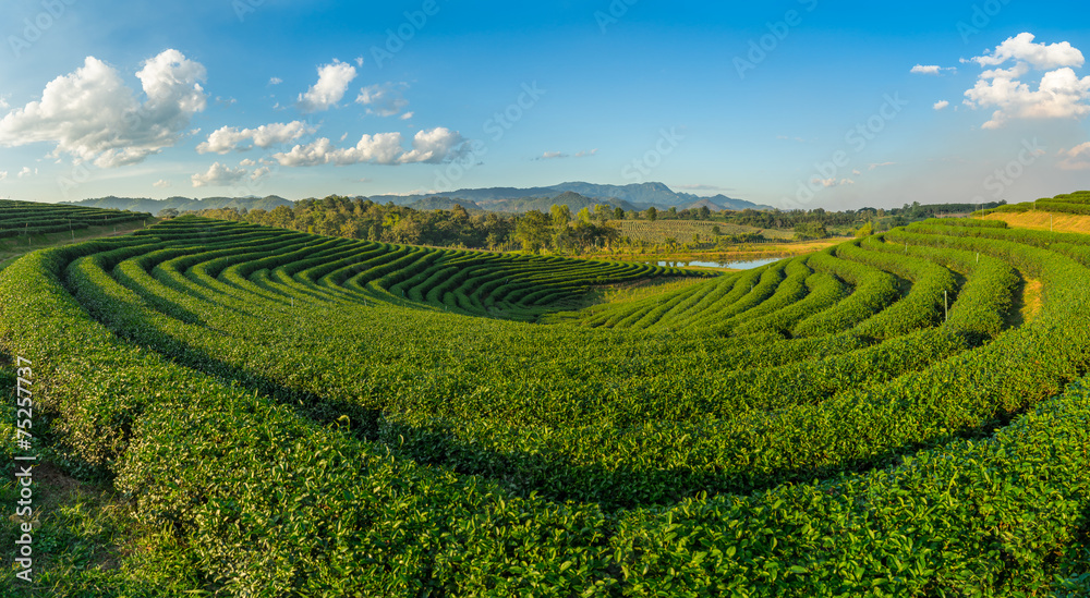Tea field curve
