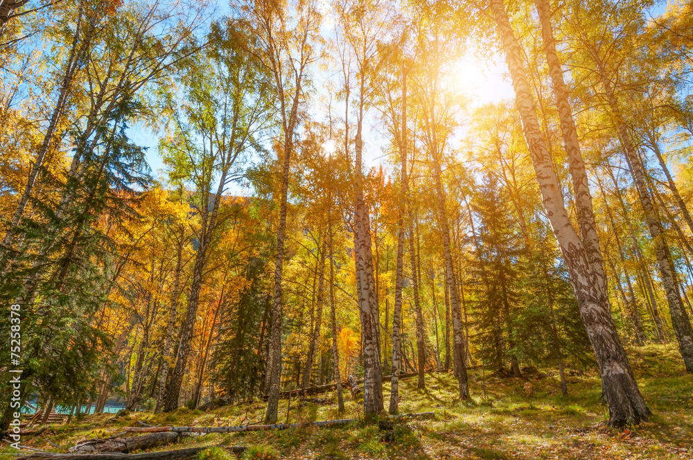 Fototapeta premium birch grove in the autumn